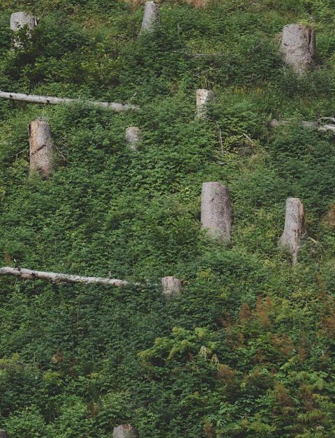 découvrez les enjeux liés à l'impact environnemental et explorez des solutions durables pour préserver notre planète. informez-vous sur les actions individuelles et collectives pour réduire notre empreinte écologique.