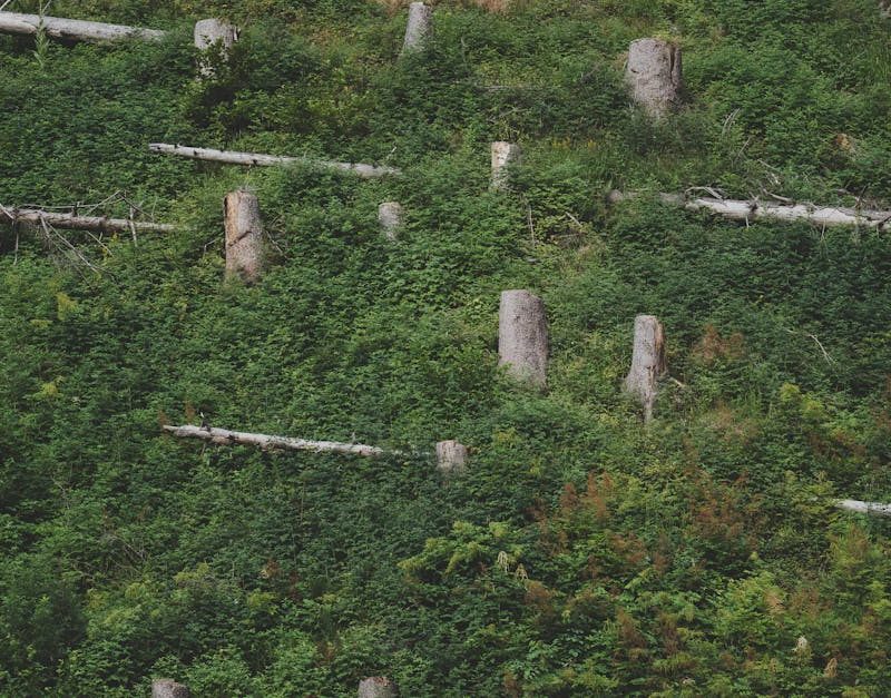 découvrez les enjeux liés à l'impact environnemental et explorez des solutions durables pour préserver notre planète. informez-vous sur les actions individuelles et collectives pour réduire notre empreinte écologique.
