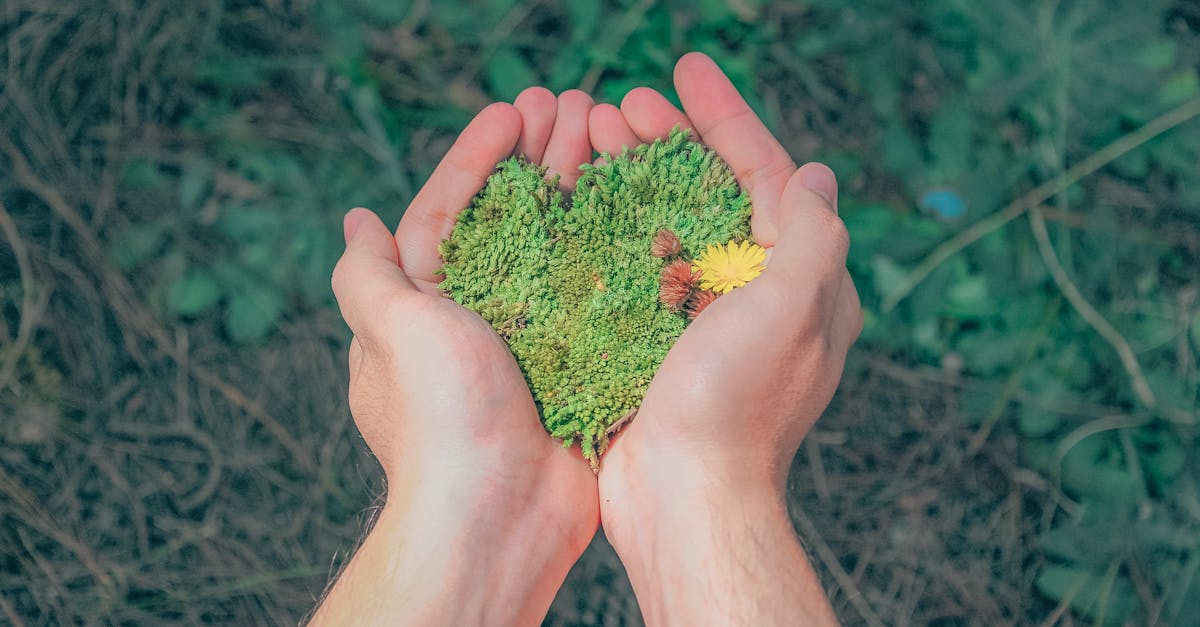 découvrez comment adopter des pratiques durables pour préserver l’environnement, améliorer votre qualité de vie et contribuer à un avenir responsable grâce à nos conseils sur la sustainability.